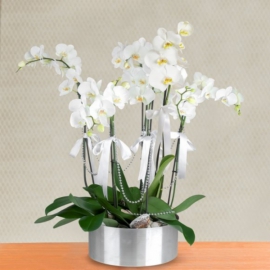  Antalya Lara Çiçekçiler 6 Dal Beyaz Orkide Aranjmanı